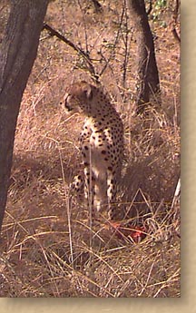 Cheetah at rest